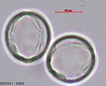 Reseda luteola - lame n° 29380
